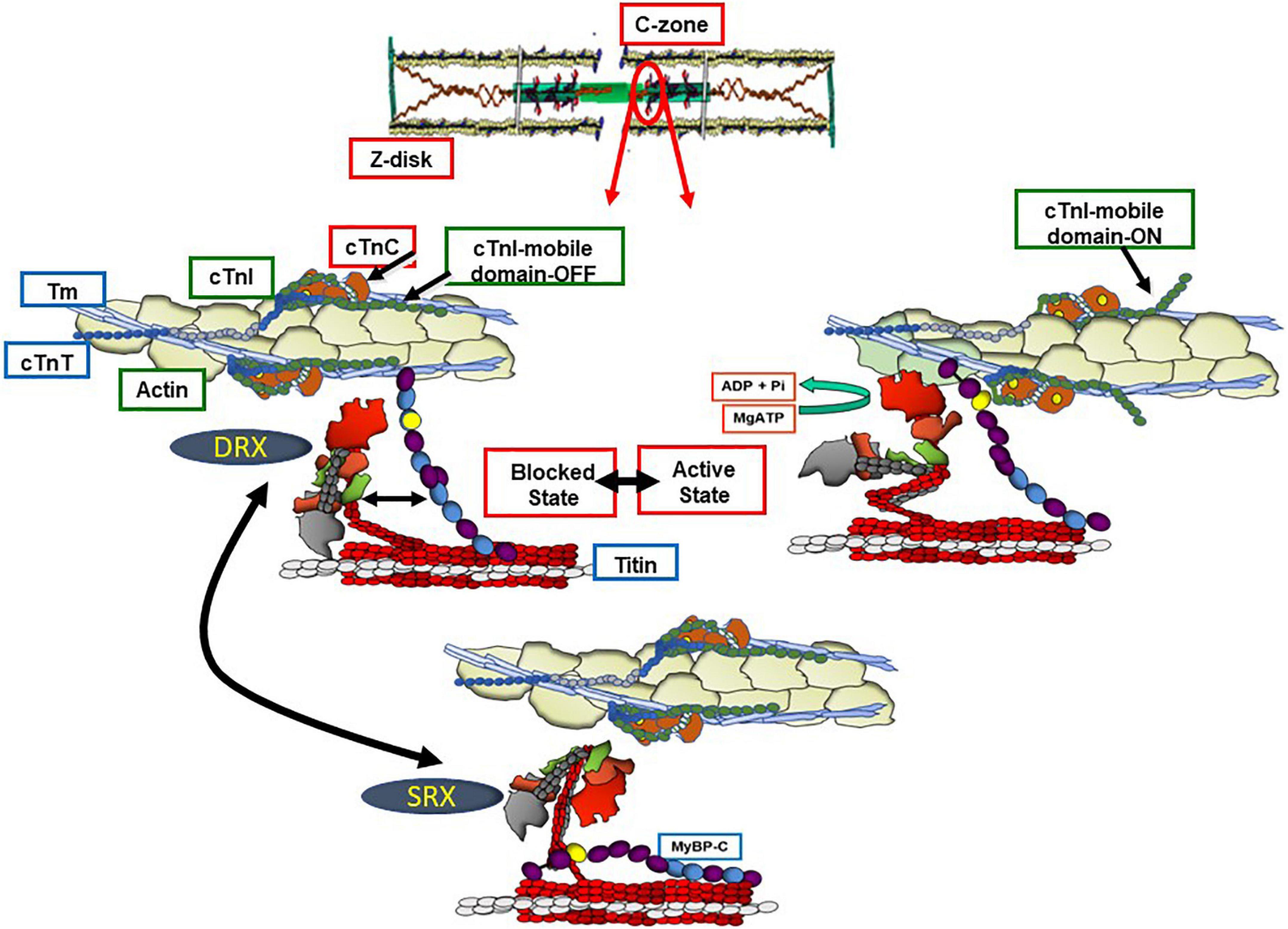 Implications of S-glutathionylation of sarcomere proteins in cardiac disorders, therapies, and diagnosis